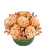 cozy coral rose arrangement va0105223.425